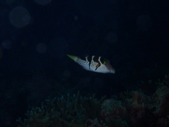 Canthigaster valentini