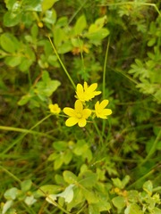 Saxifraga hirculus