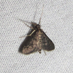 Steniodes declivalis