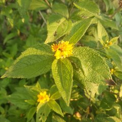 Lasianthaea ceanothifolia