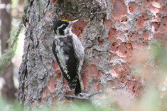 Picoides dorsalis