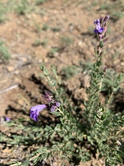 Scutellaria baicalensis