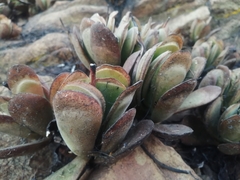 Crassula swaziensis