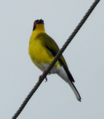 Sphecotheres vieilloti