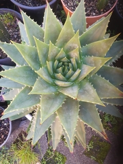 Aloe