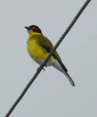 Sphecotheres vieilloti