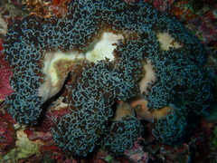 Fimbriaphyllia ancora