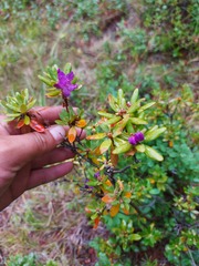 Rhododendron parvifolium