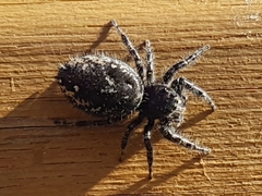 Phidippus borealis