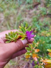 Rhododendron parvifolium