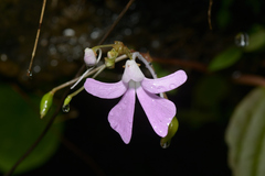 Impatiens acaulis