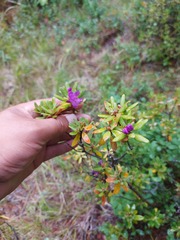 Rhododendron parvifolium