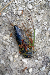 Neotibicen canicularis