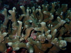 Porites cylindrica