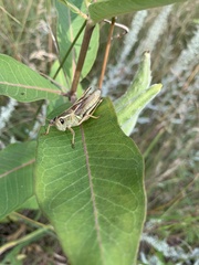 Melanoplus bivittatus