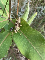 Melanoplus bivittatus