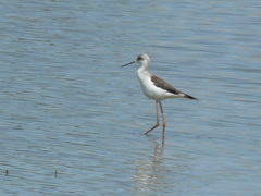 Himantopus himantopus