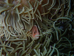 Heteractis crispa