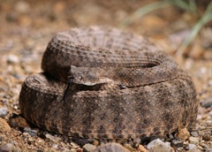 Crotalus tigris