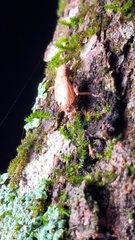 Ophiocordyceps