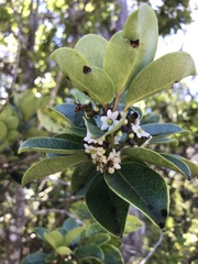 Ilex anomala