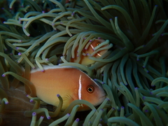 Amphiprion perideraion