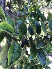 Ilex anomala