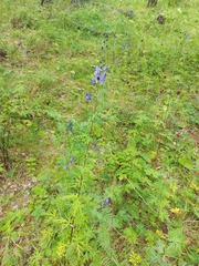 Aconitum baicalense