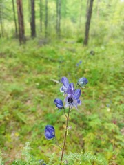 Aconitum baicalense