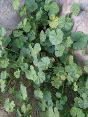 Malva neglecta