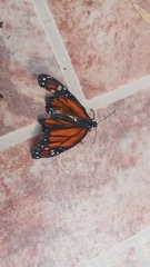 Danaus plexippus plexippus