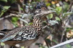 Geococcyx californianus