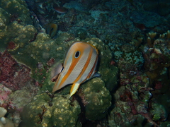 Chelmon rostratus