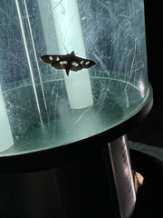 Desmia funeralis