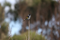 Phylidonyris novaehollandiae