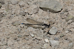 Argia tibialis