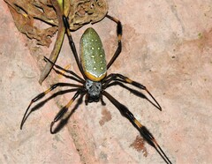 Trichonephila clavipes