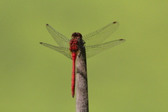 Sympetrum