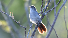 Polioptila melanura