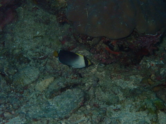 Chaetodontoplus mesoleucus