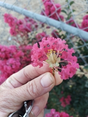 Lagerstroemia
