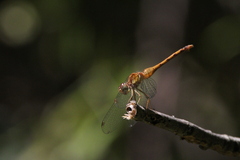 Sympetrum vicinum