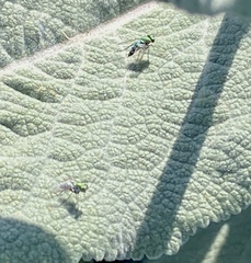 Condylostylus longicornis