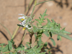 Solanum triflorum