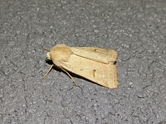 Dichagyris variabilis