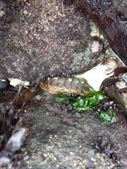 Acanthopleura echinata