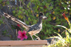 Geococcyx californianus