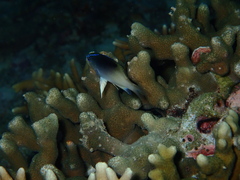 Chrysiptera rollandi