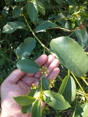 Frangula californica