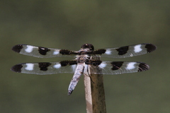 Libellula pulchella